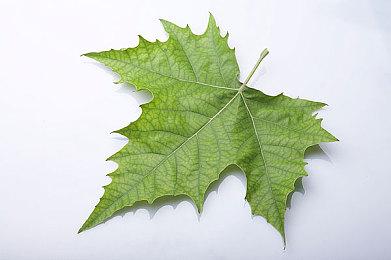 性感女星林明祯出演XSS港版广告 玩游戏活力四射